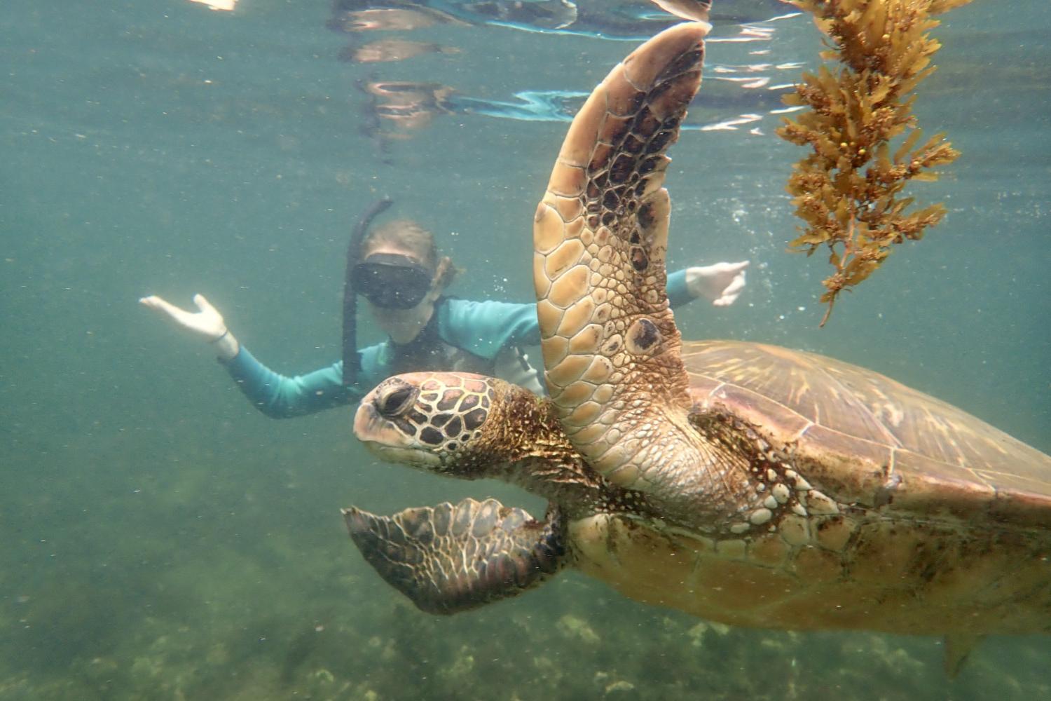 一名<a href='http://awmg.ngskmc-eis.net'>bv伟德ios下载</a>学生在Galápagos群岛游学途中与一只巨龟游泳.